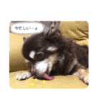Lucy②（個別スタンプ：5）