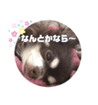 Lucy②（個別スタンプ：7）