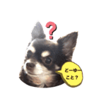 Lucy②（個別スタンプ：12）