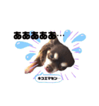 Lucy②（個別スタンプ：14）