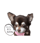 Lucy②（個別スタンプ：15）