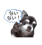Lucy②（個別スタンプ：16）