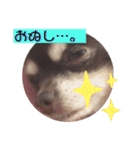 Lucy②（個別スタンプ：20）