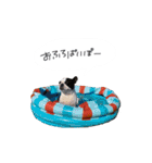 おべべあろは（個別スタンプ：29）