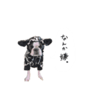 おべべあろは（個別スタンプ：33）