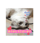 10匹のニャンちゃん（個別スタンプ：1）