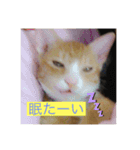 10匹のニャンちゃん（個別スタンプ：2）