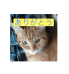 10匹のニャンちゃん（個別スタンプ：5）