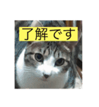 10匹のニャンちゃん（個別スタンプ：7）