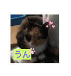 10匹のニャンちゃん（個別スタンプ：8）