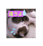 10匹のニャンちゃん（個別スタンプ：9）