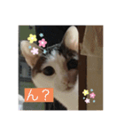 10匹のニャンちゃん（個別スタンプ：10）