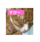 10匹のニャンちゃん（個別スタンプ：12）