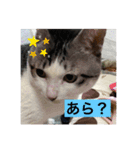 10匹のニャンちゃん（個別スタンプ：13）