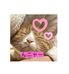 10匹のニャンちゃん（個別スタンプ：14）