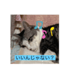10匹のニャンちゃん（個別スタンプ：15）