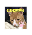 10匹のニャンちゃん（個別スタンプ：16）