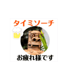 シーサー 沖縄方言【第二弾】（個別スタンプ：11）