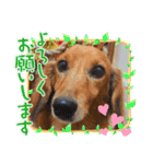 我が家のダックス君（個別スタンプ：3）