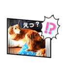 我が家のダックス君（個別スタンプ：6）