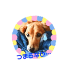 我が家のダックス君（個別スタンプ：8）