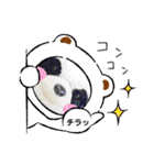 毎日使えるensemble a cappamda アカパンダ（個別スタンプ：1）