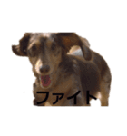 プライベート犬（個別スタンプ：7）