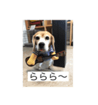 犬と天気（個別スタンプ：6）