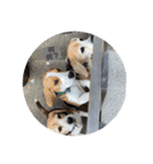 犬と天気（個別スタンプ：7）