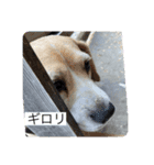 犬と天気（個別スタンプ：8）