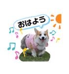 ウェルッシュコーギーcocoちゃんのスタンプ（個別スタンプ：1）
