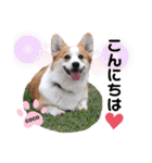 ウェルッシュコーギーcocoちゃんのスタンプ（個別スタンプ：2）