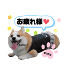 ウェルッシュコーギーcocoちゃんのスタンプ（個別スタンプ：6）