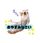 ウェルッシュコーギーcocoちゃんのスタンプ（個別スタンプ：8）