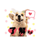 ウェルッシュコーギーcocoちゃんのスタンプ（個別スタンプ：9）