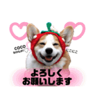 ウェルッシュコーギーcocoちゃんのスタンプ（個別スタンプ：10）
