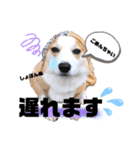 ウェルッシュコーギーcocoちゃんのスタンプ（個別スタンプ：14）