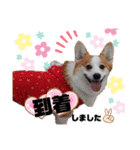 ウェルッシュコーギーcocoちゃんのスタンプ（個別スタンプ：15）