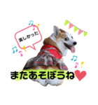 ウェルッシュコーギーcocoちゃんのスタンプ（個別スタンプ：16）
