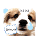 ウェルッシュコーギーcocoちゃんのスタンプ（個別スタンプ：19）