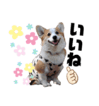 ウェルッシュコーギーcocoちゃんのスタンプ（個別スタンプ：23）