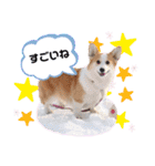 ウェルッシュコーギーcocoちゃんのスタンプ（個別スタンプ：24）