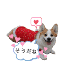 ウェルッシュコーギーcocoちゃんのスタンプ（個別スタンプ：25）