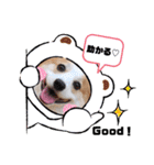 ウェルッシュコーギーcocoちゃんのスタンプ（個別スタンプ：27）
