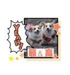 ウェルッシュコーギーcocoちゃんのスタンプ（個別スタンプ：28）