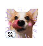 ウェルッシュコーギーcocoちゃんのスタンプ（個別スタンプ：32）