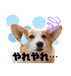 ウェルッシュコーギーcocoちゃんのスタンプ（個別スタンプ：34）