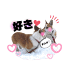 ウェルッシュコーギーcocoちゃんのスタンプ（個別スタンプ：37）
