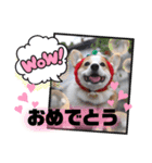 ウェルッシュコーギーcocoちゃんのスタンプ（個別スタンプ：38）