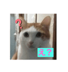 10匹の猫シリーズ1（個別スタンプ：3）